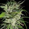 заказ семян конопли Money Maker feminised Strain Hunters Seeds