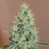 заказ семян конопли Москва Master Kush feminised Nirvana Seeds