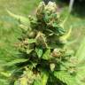 семена конопли интернет магазин Auto White Yoda feminised Philosopher Seeds