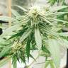 семена автоцветущих сортов конопли Auto Critical Orange Punch feminised Ganja Seeds