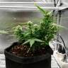 семена конопли для выращивания Auto Somango feminised Ganja Live Seeds