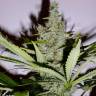 семена конопли почтой White Lemon feminised Strain Hunters Seeds