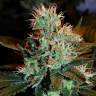 заказать качественные семена конопли White Lemon feminised Strain Hunters Seeds