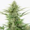Dinamex feminised Dinafem Seeds