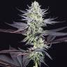 мощные семена конопли Blueberry Cookies feminised Dinafem Seeds
