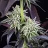 семена конопли в фирменной упаковке Blueberry Cookies feminised Dinafem Seeds