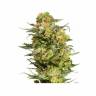 семена конопли марихуаны Auto Armata Skunk feminised Dutch Passion Seeds