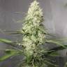 семена конопли Auto Green Crack CBD feminised Ganja Seeds