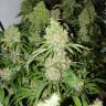 семена конопли с доставкой Bubble Gum feminised Serious Seeds