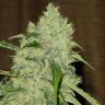 семена индийской конопли Bubble Gum feminised Serious Seeds