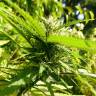 конопля семена сорта заказать Exodus Cheese feminised