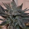 Auto Black Cream feminised Ganja Seeds Auto Black Cream feminised Ganja Seeds