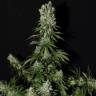 заказать на сайте семена конопли White Strawberry Skunk feminised Strain Hunters Seeds