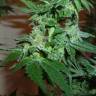 Gorilla feminised Dinafem Seeds