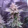 Gorilla feminised Dinafem Seeds