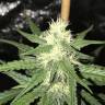 хорошие семена конопли Auto Irimshik feminised Bang Seeds хорошие семена конопли Auto Irimshik feminised Bang Seeds
