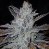 Auto Dedoverde Haze feminised Ganja Seeds Auto Dedoverde Haze feminised Ganja Seeds
