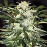 Auto Dedoverde Haze feminised Ganja Seeds Auto Dedoverde Haze feminised Ganja Seeds