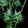 феминизированные семена конопли Auto Dedoverde Haze feminised Ganja Seeds феминизированные семена конопли Auto Dedoverde Haze feminised Ganja Seeds