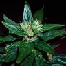 семена конопли Auto Dedoverde Haze feminised Ganja Seeds семена конопли Auto Dedoverde Haze feminised Ganja Seeds