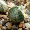 Купить семена кактуса Astrophytum myriostigma MIX