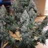 Качественные семена конопли Auto Blueberry feminised GanjaLiveSeeds Качественные семена конопли Auto Blueberry feminised GanjaLiveSeeds