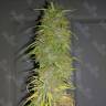 семена конопли с доставкой по рф Auto Super Sweet feminised