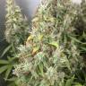 качественные семена конопли New York Diesel regular Ganja Seeds