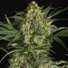 урожайные семена конопли Critical + 2.0 feminised Dinafem Seeds