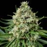 семена конопли недорого Critical + 2.0 feminised Dinafem Seeds