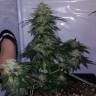 семена конопли в оригинальных упаковках Auto Cheesy CBD feminised Philosopher Seeds