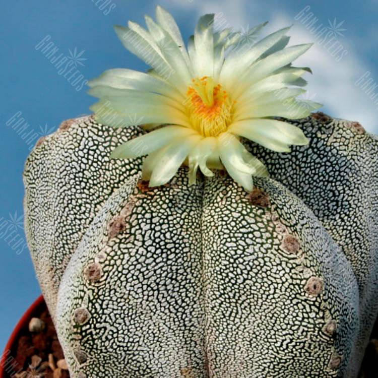 Семена кактуса Astrophytum myriostigma cv. Onzuka