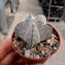 Недорогие семена кактуса Astrophytum myriostigma cv. Onzuka