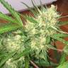 семена конопли наложенным платежом Auto Cheese feminised GanjaLiveSeeds семена конопли наложенным платежом Auto Cheese feminised GanjaLiveSeeds
