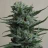 семена конопли Россия 1024 feminised
