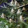 семена конопли марихуаны 1024 feminised
