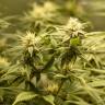 хорошие семена конопли Auto Fruit feminised