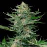 заказ семян конопли Спб Industrial Plant feminised Dinafem Seeds