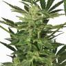 семена конопли интернет магазин Auto Taiga #2 feminised Dutch Passion Seeds