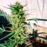 Недорогие семена конопли Durban Poison feminised Ganja Seeds
