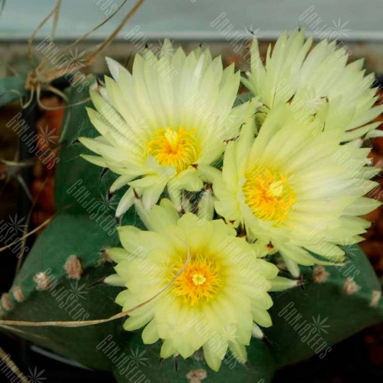 Семена кактуса Astrophytum MIX