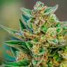 Hell's Angel OG feminised Ganja Seeds