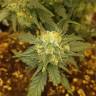 семена конопли курьером Auto Baby Boom feminised Kannabia Seeds