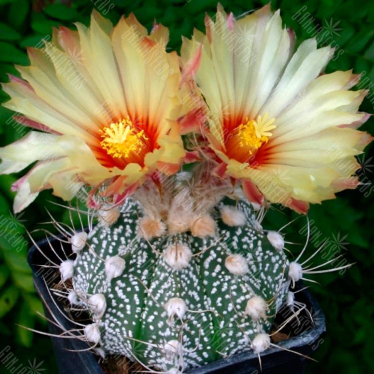 Семена кактусов Astrophytum crassispinum x Astrophytum asterias