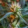 семена конопли дешево Auto New York Diesel feminised GanjaLiveSeeds