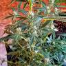семена конопли скороспелый купить Auto New York Diesel feminised GanjaLiveSeeds