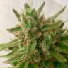 Купить семена Mandarine feminised Ganja Seeds