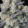 Jock Horror feminised Ganja Seeds
