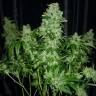 OG Kush feminised Dinafem Seeds