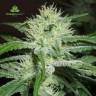 семена конопли феминизированные Auto White Widow x Big Bud feminised Female Seeds